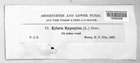 Xylaria hypoxylon image